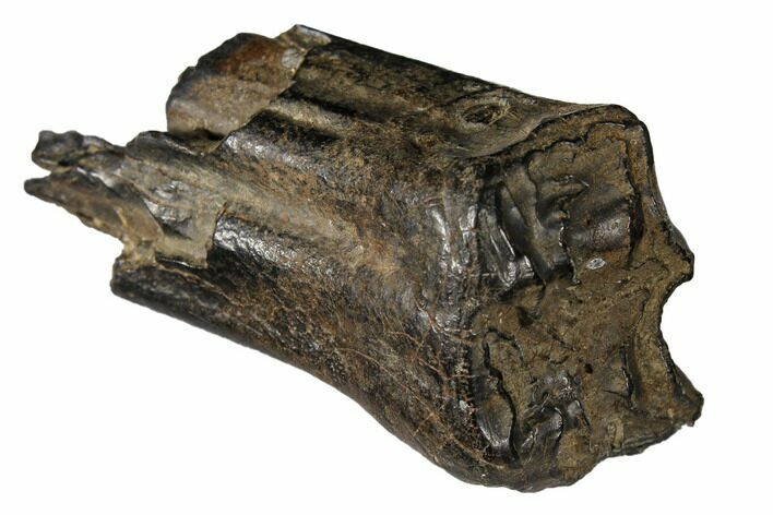 Pleistocene Aged Fossil Horse Tooth - Florida #122583